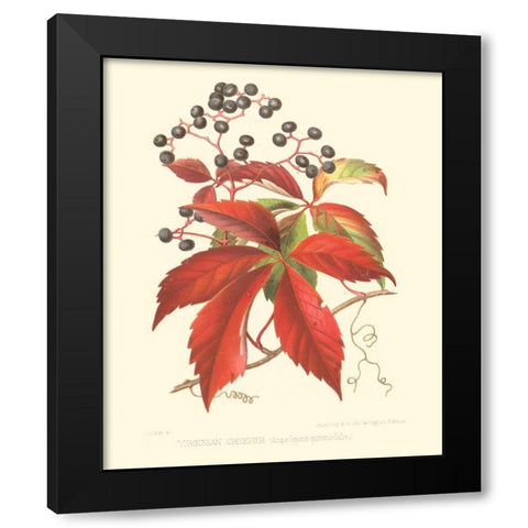 Virginian Creeper Black Modern Wood Framed Art Print with Double Matting by Sprague