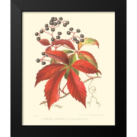 Virginian Creeper Black Modern Wood Framed Art Print by Sprague