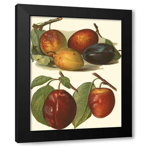 Plum Varieties I Black Modern Wood Framed Art Print with Double Matting by Wright, John