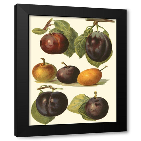 Plum Varieties II Black Modern Wood Framed Art Print with Double Matting by Wright, John