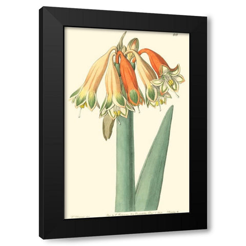 Golden Beauty I Black Modern Wood Framed Art Print by Edwards, Sydenham