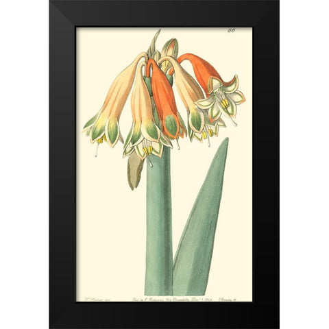 Golden Beauty I Black Modern Wood Framed Art Print by Edwards, Sydenham