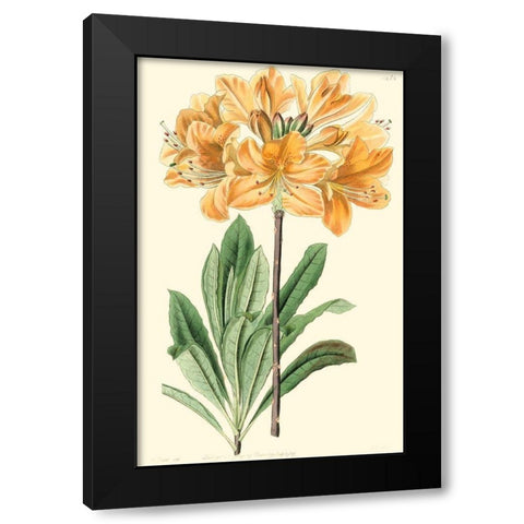Golden Beauty II Black Modern Wood Framed Art Print with Double Matting by Edwards, Sydenham