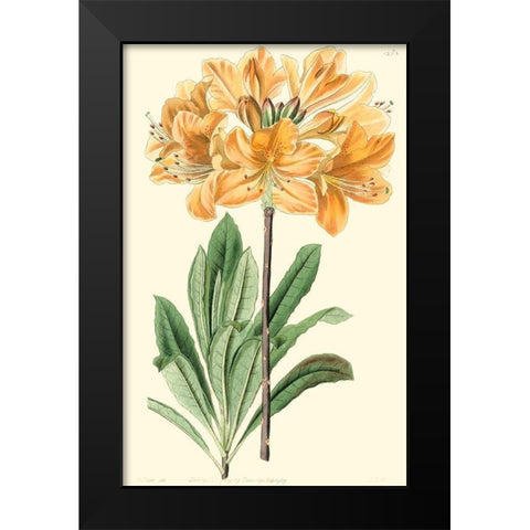 Golden Beauty II Black Modern Wood Framed Art Print by Edwards, Sydenham