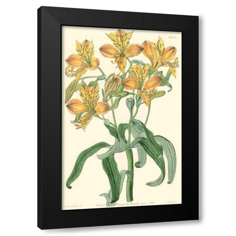 Golden Beauty III Black Modern Wood Framed Art Print by Edwards, Sydenham