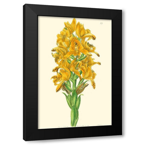Golden Beauty IV Black Modern Wood Framed Art Print with Double Matting by Edwards, Sydenham