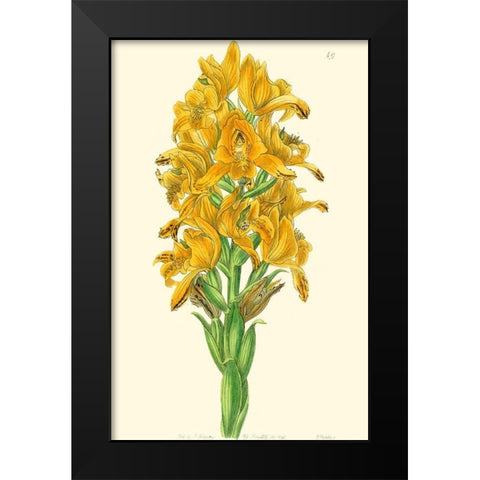 Golden Beauty IV Black Modern Wood Framed Art Print by Edwards, Sydenham