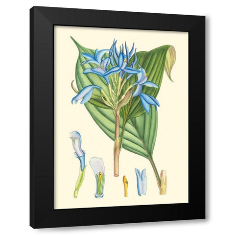 Periwinkle Blooms I Black Modern Wood Framed Art Print by Curtis