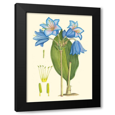 Periwinkle Blooms II Black Modern Wood Framed Art Print by Curtis