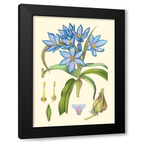 Periwinkle Blooms III Black Modern Wood Framed Art Print with Double Matting by Curtis