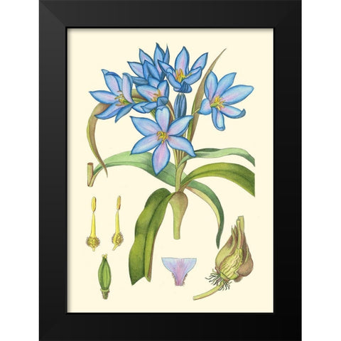 Periwinkle Blooms III Black Modern Wood Framed Art Print by Curtis