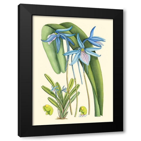 Periwinkle Blooms IV Black Modern Wood Framed Art Print by Curtis