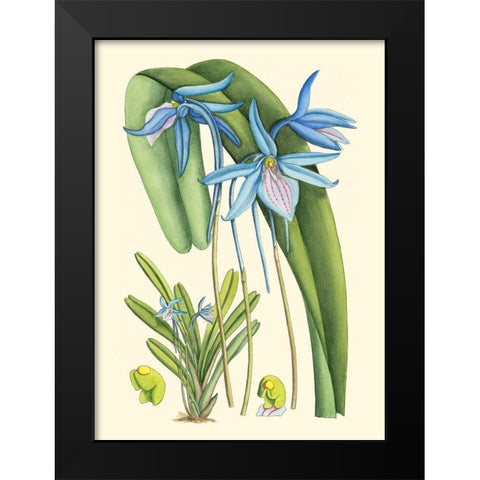 Periwinkle Blooms IV Black Modern Wood Framed Art Print by Curtis
