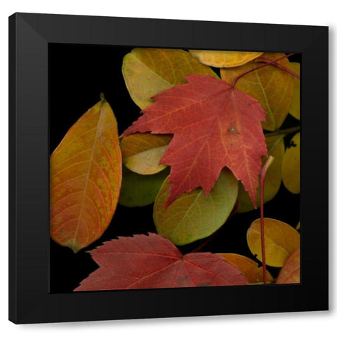 Small Vivid Leaves III Black Modern Wood Framed Art Print with Double Matting by Vision Studio