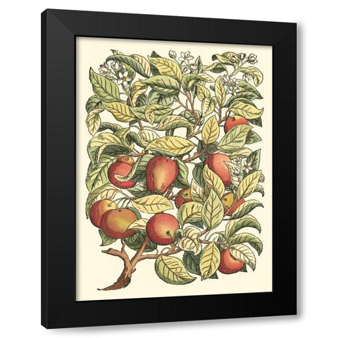 Apple Tree Branch Black Modern Wood Framed Art Print with Double Matting by du Monceau, Duhamel
