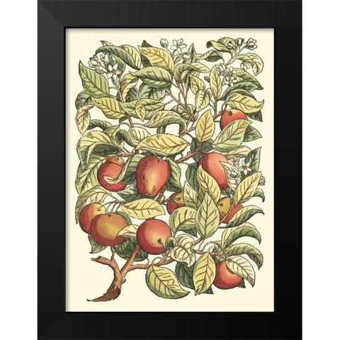 Apple Tree Branch Black Modern Wood Framed Art Print by du Monceau, Duhamel