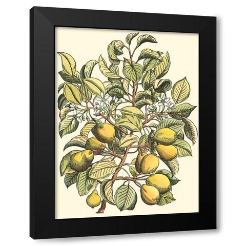 Pear Tree Branch Black Modern Wood Framed Art Print with Double Matting by du Monceau, Duhamel