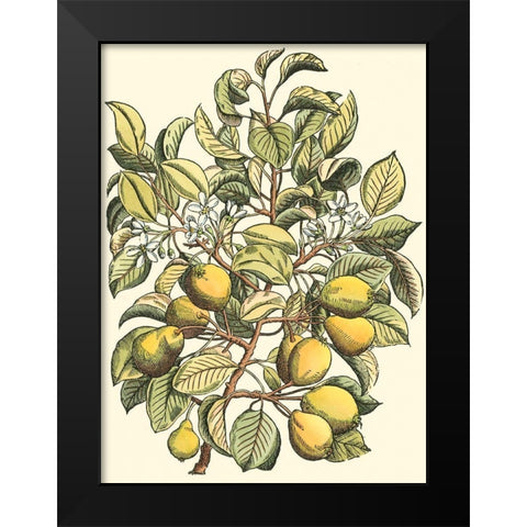 Pear Tree Branch Black Modern Wood Framed Art Print by du Monceau, Duhamel