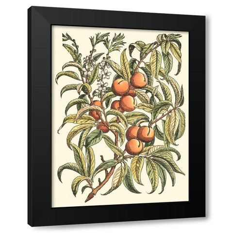 Peach Tree Branch Black Modern Wood Framed Art Print with Double Matting by du Monceau, Duhamel