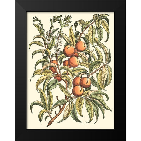 Peach Tree Branch Black Modern Wood Framed Art Print by du Monceau, Duhamel