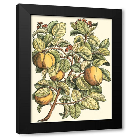 Quince Tree Branch Black Modern Wood Framed Art Print by du Monceau, Duhamel