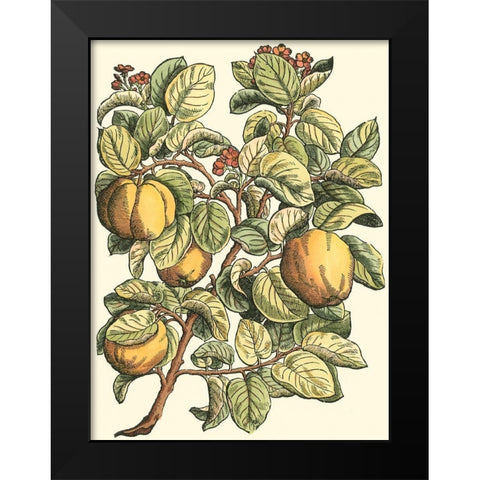 Quince Tree Branch Black Modern Wood Framed Art Print by du Monceau, Duhamel