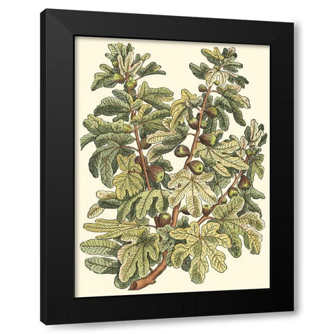 Fig Tree Branch Black Modern Wood Framed Art Print by du Monceau, Duhamel