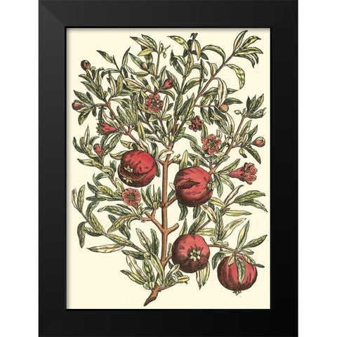 Pomegranate Tree Branch Black Modern Wood Framed Art Print by du Monceau, Duhamel