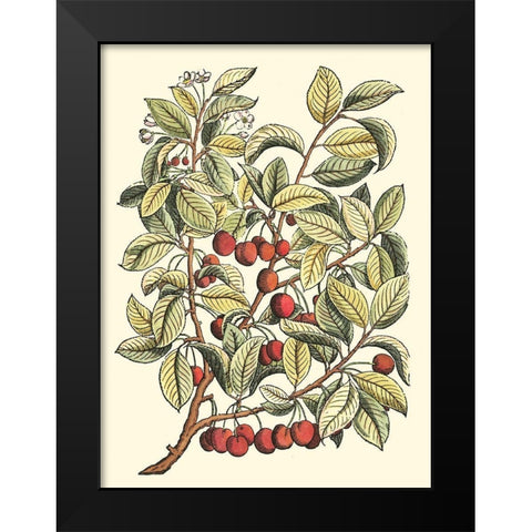 Cherry Tree Branch Black Modern Wood Framed Art Print by du Monceau, Duhamel