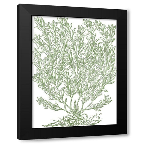 Mossy Branches II Black Modern Wood Framed Art Print by du Monceau, Duhamel