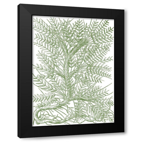 Mossy Branches III Black Modern Wood Framed Art Print with Double Matting by du Monceau, Duhamel