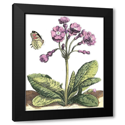 Garden Vignette I Black Modern Wood Framed Art Print by De Bry, Johann