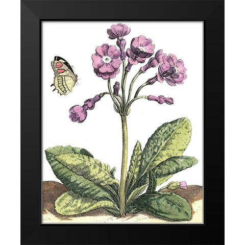 Garden Vignette I Black Modern Wood Framed Art Print by De Bry, Johann