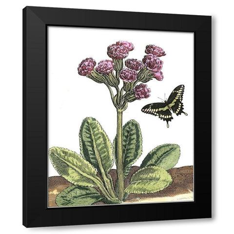 Garden Vignette II Black Modern Wood Framed Art Print by De Bry, Johann