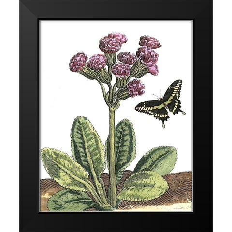 Garden Vignette II Black Modern Wood Framed Art Print by De Bry, Johann