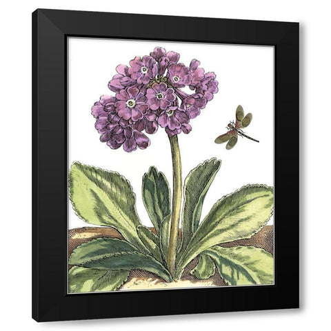 Garden Vignette III Black Modern Wood Framed Art Print with Double Matting by De Bry, Johann