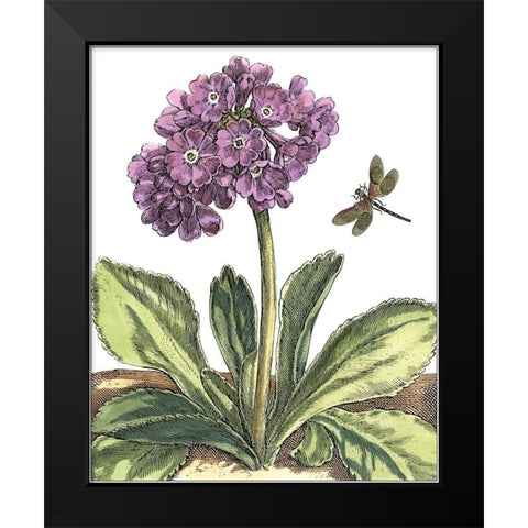 Garden Vignette III Black Modern Wood Framed Art Print by De Bry, Johann