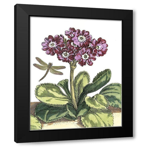 Garden Vignette IV Black Modern Wood Framed Art Print by De Bry, Johann