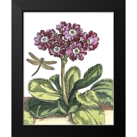 Garden Vignette IV Black Modern Wood Framed Art Print by De Bry, Johann