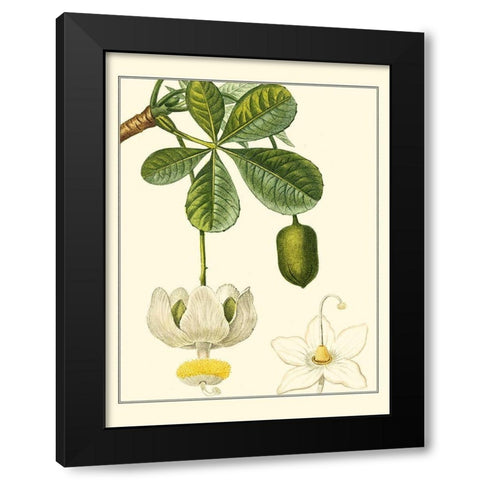 Turpin Tropicals II Black Modern Wood Framed Art Print with Double Matting by Turpin