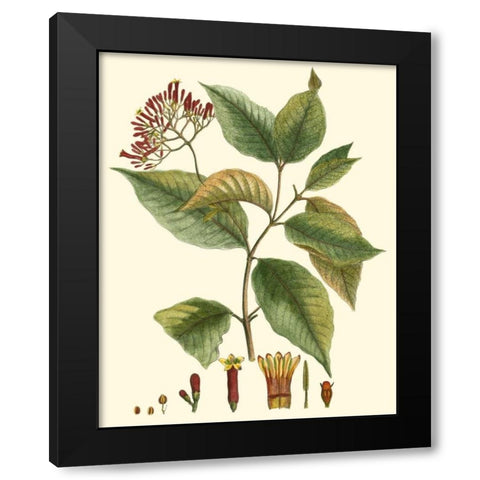 Crimson Botanical I Black Modern Wood Framed Art Print with Double Matting by Hierseman