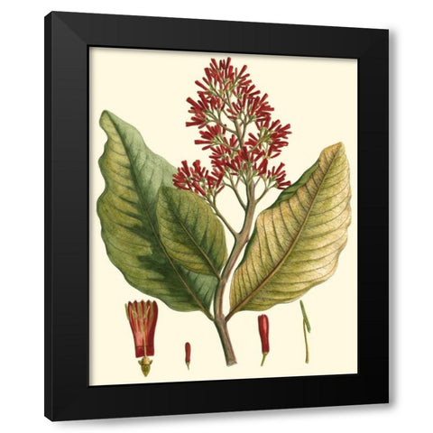 Crimson Botanical II Black Modern Wood Framed Art Print with Double Matting by Hierseman