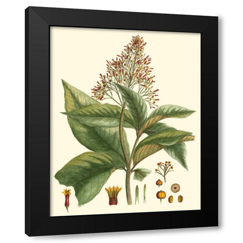 Crimson Botanical III Black Modern Wood Framed Art Print by Hierseman