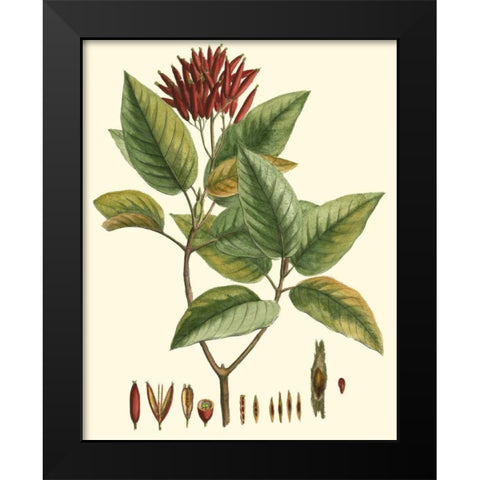Crimson Botanical IV Black Modern Wood Framed Art Print by Hierseman
