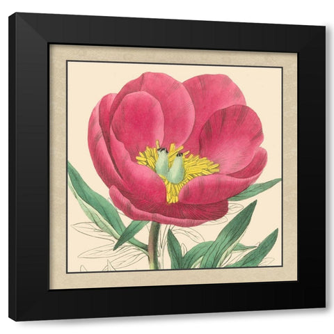 Small Peony Collection I Black Modern Wood Framed Art Print by Vision Studio