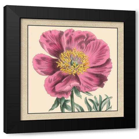 Small Peony Collection III Black Modern Wood Framed Art Print by Vision Studio