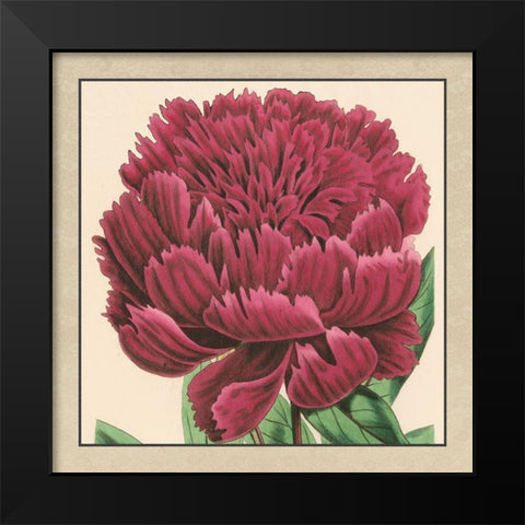 Small Peony Collection V Black Modern Wood Framed Art Print by Vision Studio