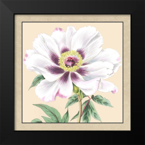 Small Peony Collection VI Black Modern Wood Framed Art Print by Vision Studio