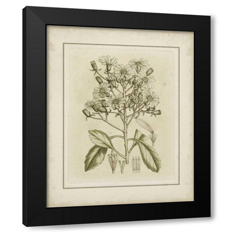 Small Tinted Botanical I Black Modern Wood Framed Art Print with Double Matting by Curtis