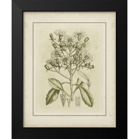 Small Tinted Botanical I Black Modern Wood Framed Art Print by Curtis